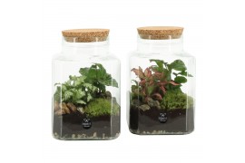 Arrangementen kamerplanten 90559: Terrarium