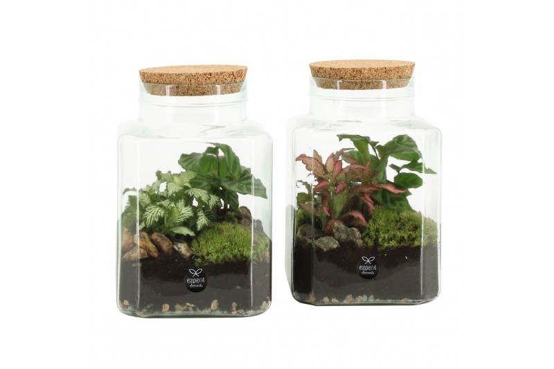 Arrangementen kamerplanten 90559: Terrarium 