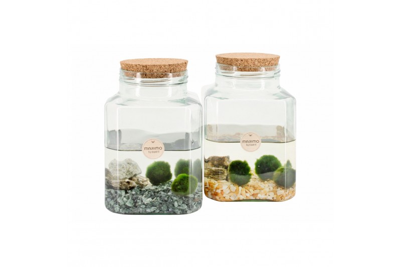 Arrangementen waterplanten 90562: Marimo moss ball Arrangementen waterplanten 90562: Marimo moss ball