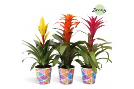 Bromelia mix Burano potcover - Cupcake mix