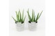 Aloe vera in stone look pot 