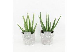 Aloe vera in stone look pot