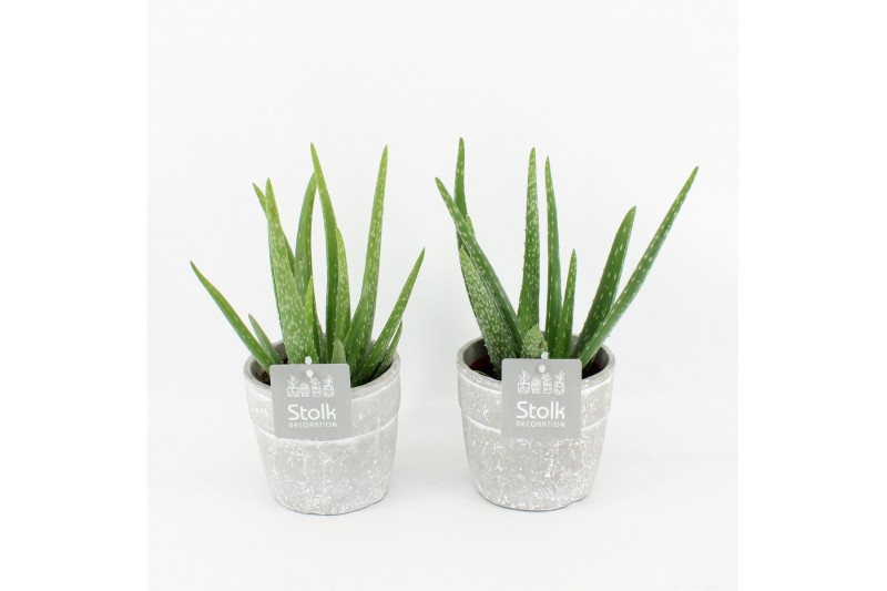 Aloe vera in stone look pot 