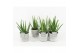 Aloe vera in stone look pot 