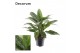 Aglaonema green lady Decorum 