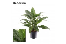 Aglaonema green lady Decorum