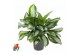 Aglaonema Silver Moon 