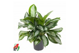 Aglaonema Silver Moon