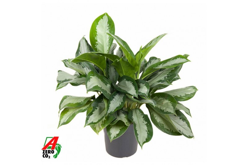Aglaonema Silver Moon 
