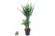 Yucca 60-30 