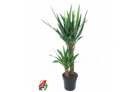 Yucca 60-30