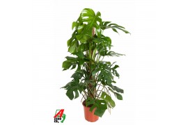 Monstera deliciosa mosstok