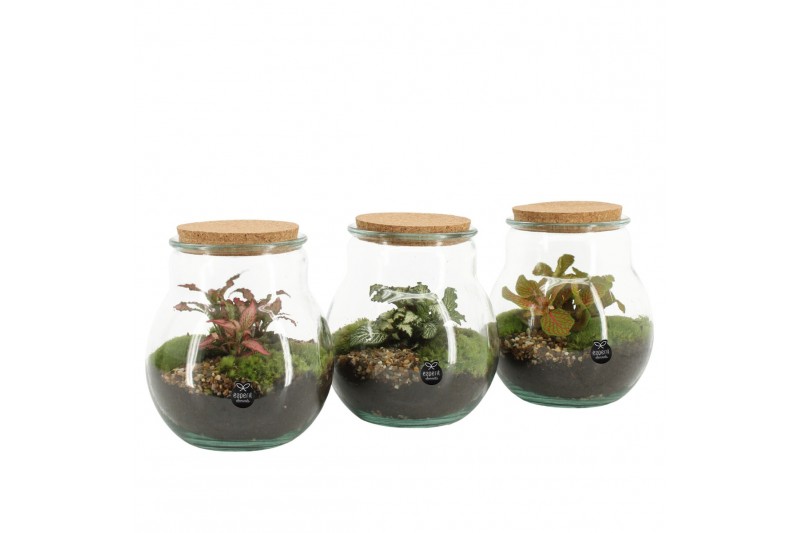 Arrangementen kamerplanten 90365: terrarium 