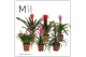 Bromelia mix Royal Green mix 