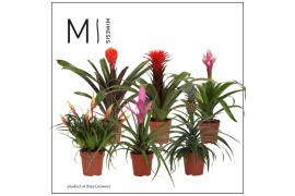 Bromelia mix Royal Green mix