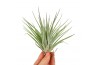 Tillandsia Tillandsia Kammii 1 bl.