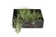 Tillandsia Tillandsia Kammii 1 bl. 