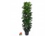 Ficus cyathistipula 90-60-30-15 