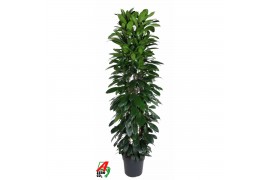 Ficus cyathistipula 90-60-30-15
