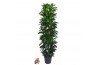 Ficus cyathistipula 90-60-30-15