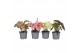 Caladium mix (minimaal 3 soorten) 
