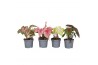 Caladium mix (minimaal 3 soorten)