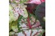 Caladium mix (minimaal 3 soorten) 