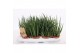 Sansevieria cylindrica luxe mix 