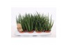 Sansevieria cylindrica luxe mix