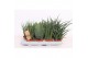 Sansevieria cylindrica luxe mix 