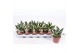 Sansevieria golden hahnii 