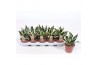 Sansevieria golden hahnii