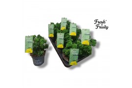 Pelargonium lemon tree Fresh&Fruity® Lemon Tree