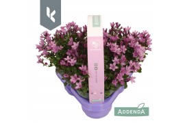 Campanula port. ambella pink 3-pack