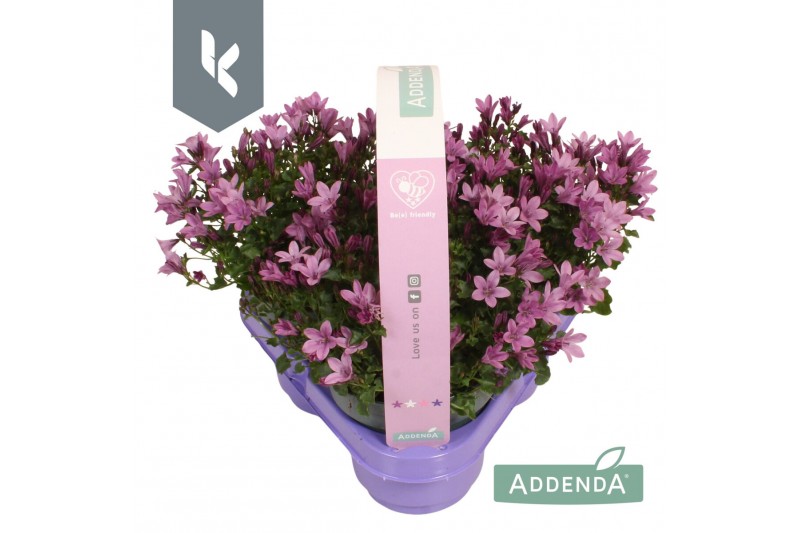 Campanula port. ambella pink 3-pack 