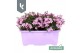 Campanula port. ambella pink balkonbak 