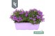 Campanula port. ambella intens purple balkonbak 