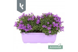 Campanula port. ambella intens purple balkonbak