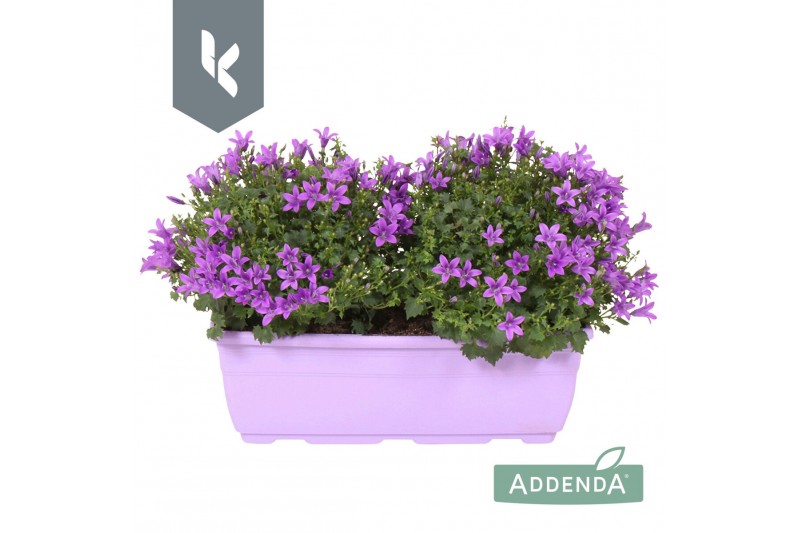 Campanula port. ambella intens purple balkonbak Campanula port. ambella intens purple balkonbak