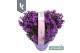 Campanula port. ambella intens purple 3-pack 