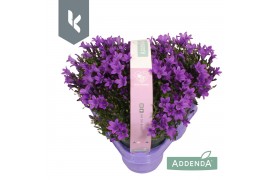 Campanula port. ambella intens purple 3-pack