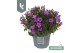 Campanula port. ambella intens purple Campanula Ambella Intens Purple 