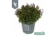 Campanula port. ambella intens purple Campanula Ambella Intens Purple 