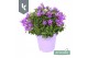 Campanula port. ambella intens purple ton sur ton 