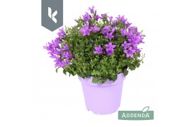 Campanula port. ambella intens purple ton sur ton
