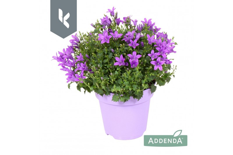 Campanula port. ambella intens purple ton sur ton Campanula port. ambella intens purple ton sur ton