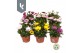 Osteospermum mix mixlaag 