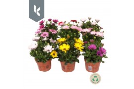 Osteospermum mix mixlaag