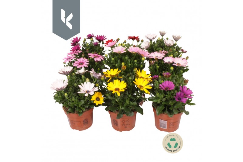 Osteospermum mix mixlaag 