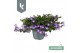 Campanula posch. adansa purple 